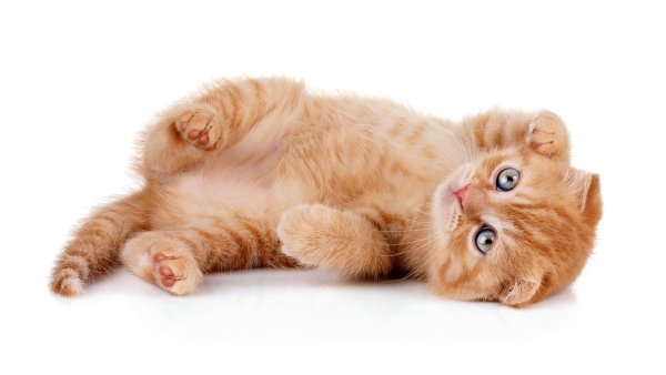 Котенок на белом фоне