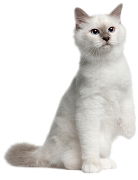 Белая кошка на белом фоне