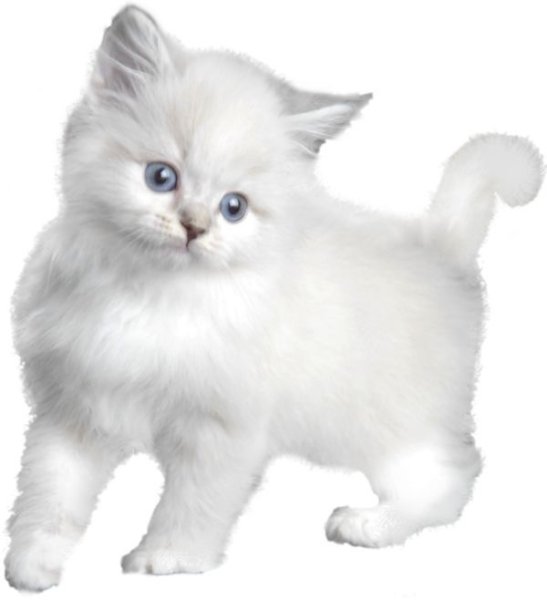 Коты на белом фоне