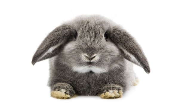 Кролик на белом фоне