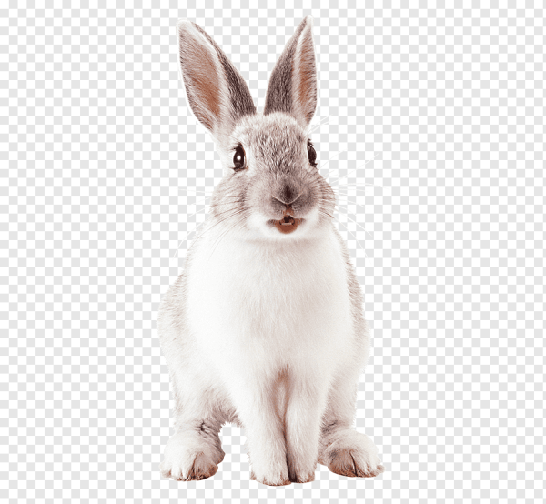 Кролик на прозрачном фоне для фотошопа