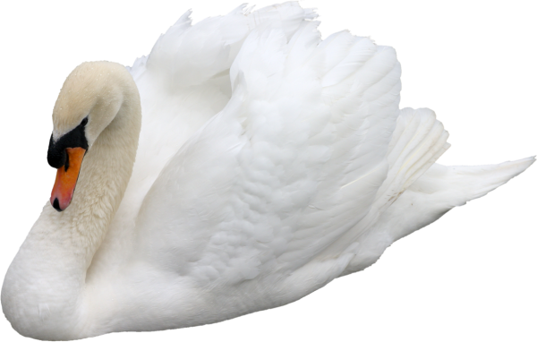 Лебеденок на белом фоне