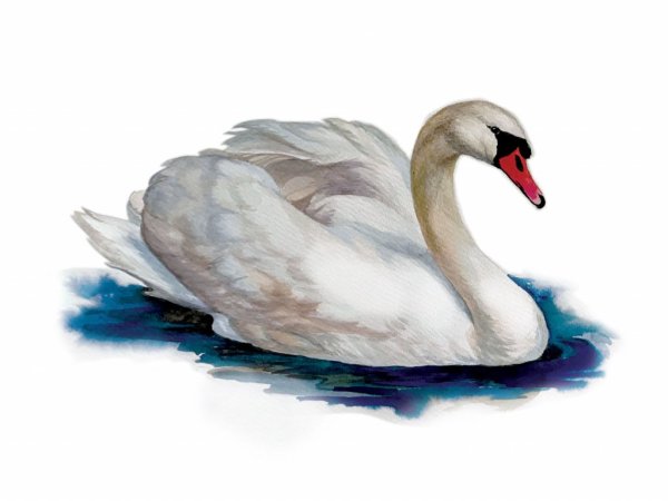 Лебедь шипун на белом фоне