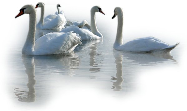 Лебедь на белом фоне