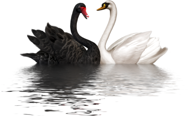 Черный и белый лебедь