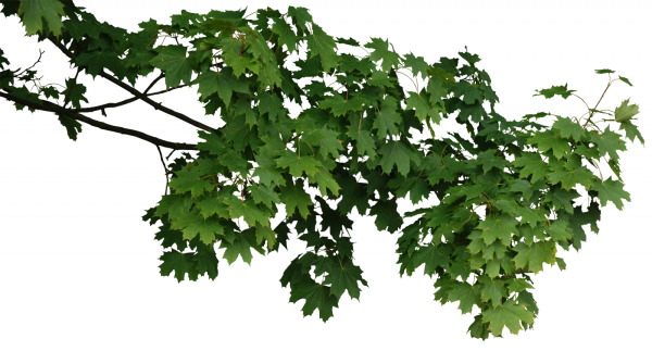 Ветка дерева с листьями