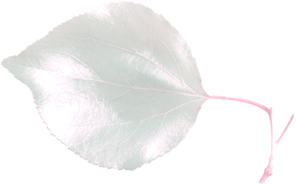 Белый листочек