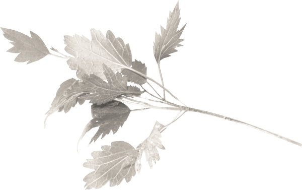 Ветка с листьями