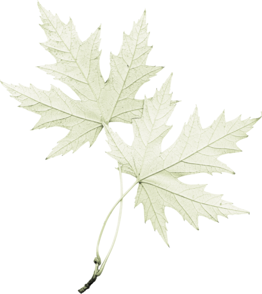 Листик на белом фоне