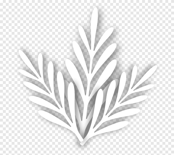 Белый лист на прозрачном фоне