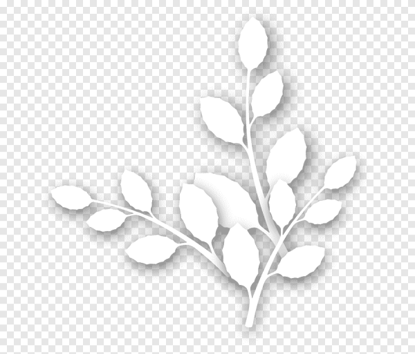 Ветви на белом фоне