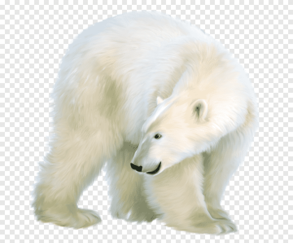 Белый медведь на прозрачном фоне