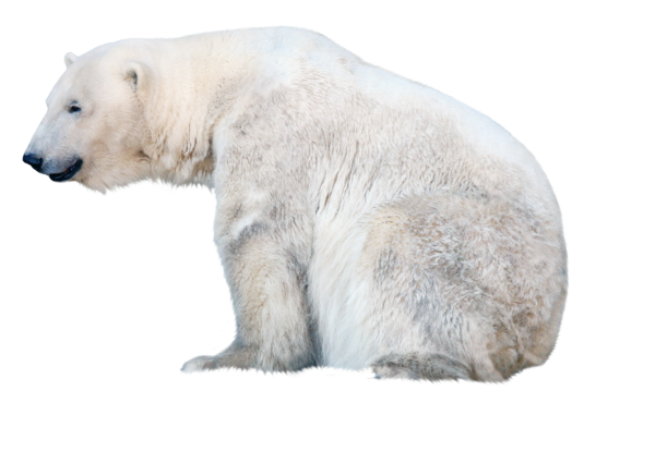 Белый медведь для фотошопа