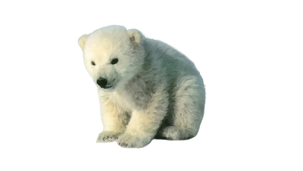 Белый медведь