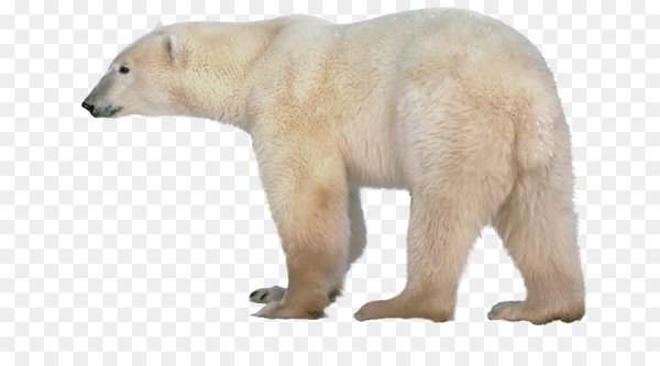 Белый медведь на прозрачном фоне