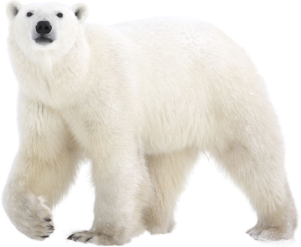 Белый медведь на прозрачном фоне