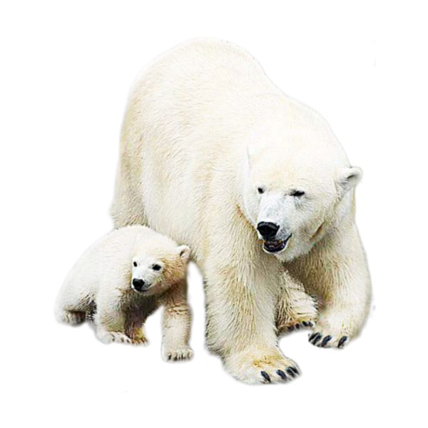 Медведица с медвежатами на белом фоне