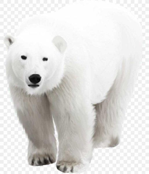 Белый медведь на прозрачном фоне