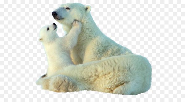 Белый медведь на белом фоне