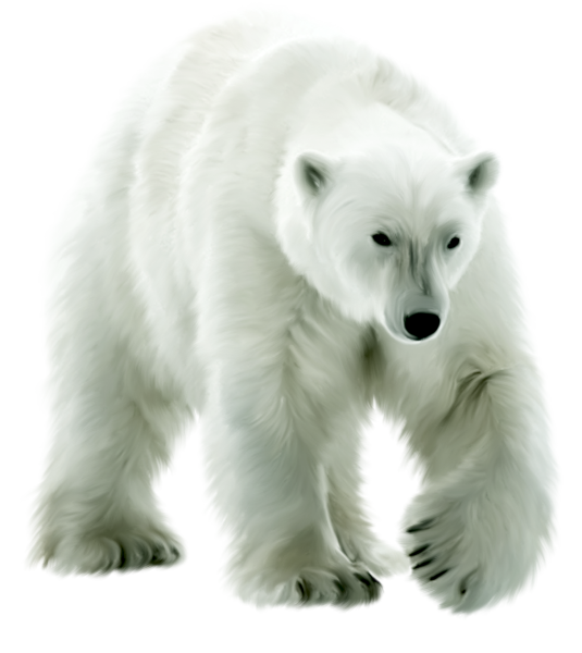 Медведь на прозрачном фоне