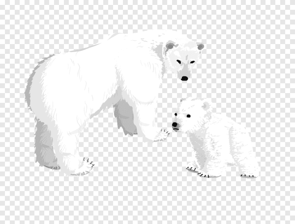 Белый медведь с медвежонком на белом фоне
