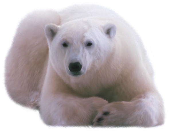 Медведь на белом фоне