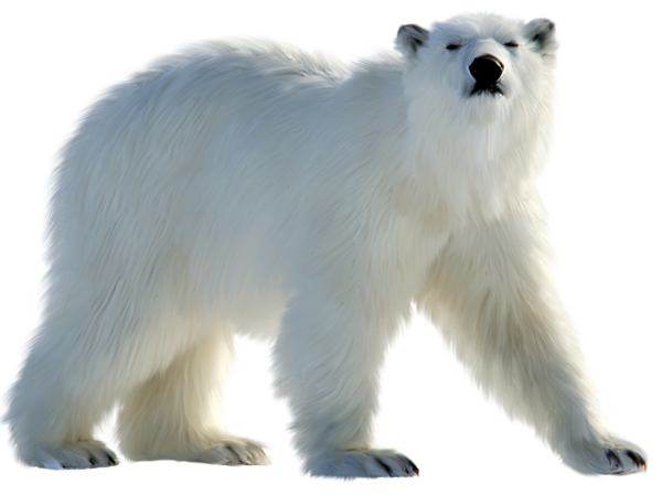 Белый медведь на белом фоне