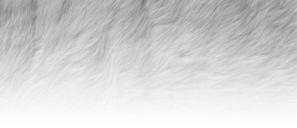 Шерсть на белом фоне