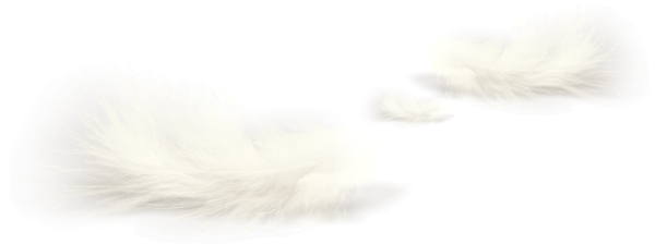 Белое перо на прозрачном фоне