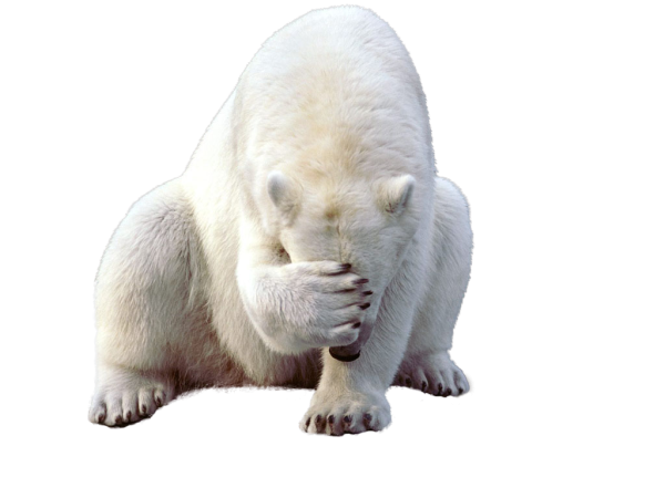 Белый медведь на белом фоне