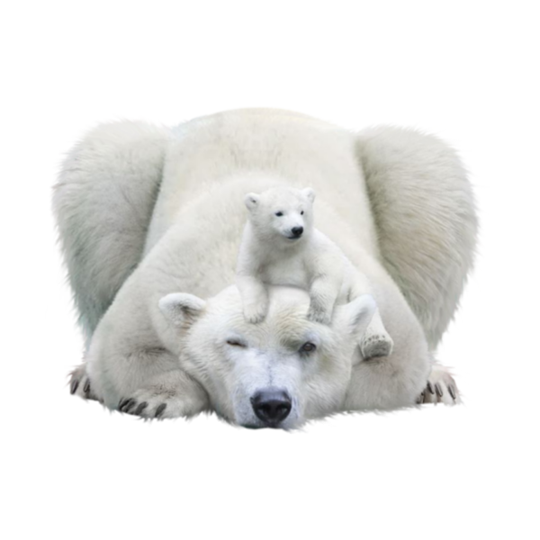 Белый медведь на белом фоне