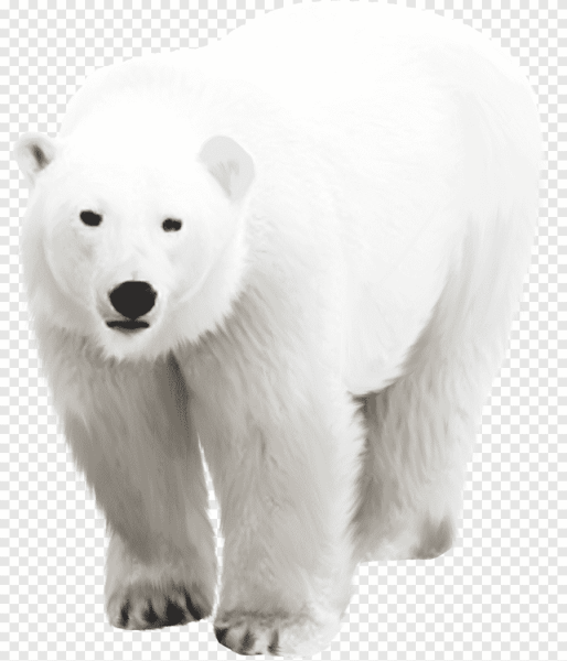 Белый медведь на прозрачном фоне