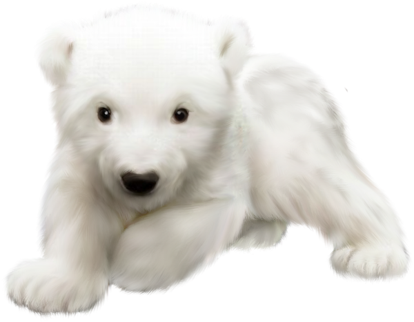 Медведь на белом фоне