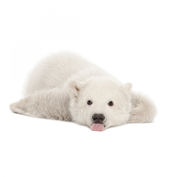 Белый медведь на прозрачном фоне