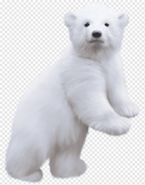 Белый медведь для детей