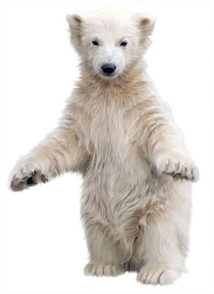 Белый медведь на прозрачном фоне