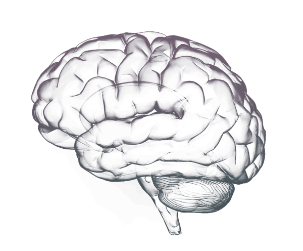 Прозрачный мозг