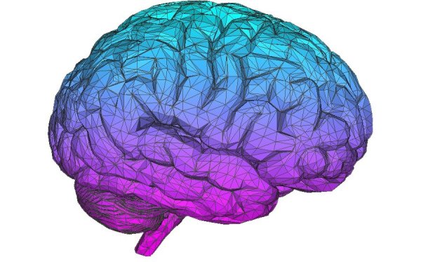 Мозг нарисованный