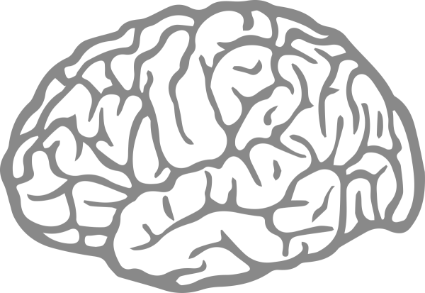 Мозг очертания