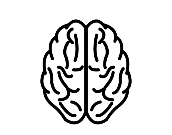 Мозг очертания