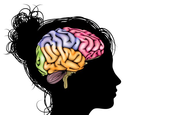 Мозг на белом фоне