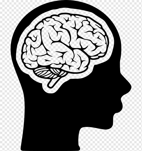 Мозг рисунок