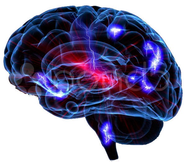 Мозг на белом фоне