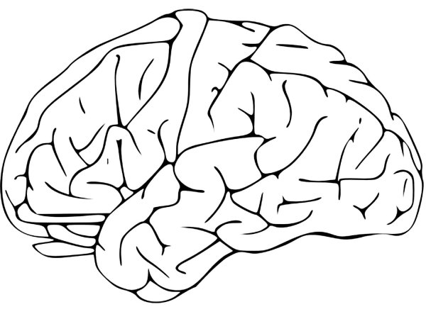 Извилины мозга вектор