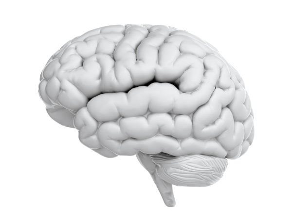 Мозг на белом фоне