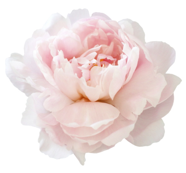 Пионы на белом фоне