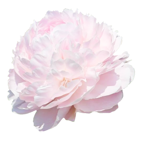 Пион Пиллоу ток