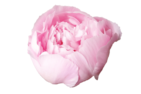 Пион Алерти