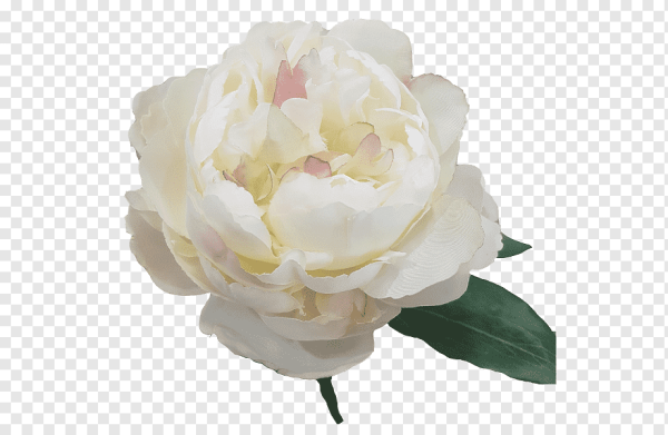 Белые пионы на белом фоне