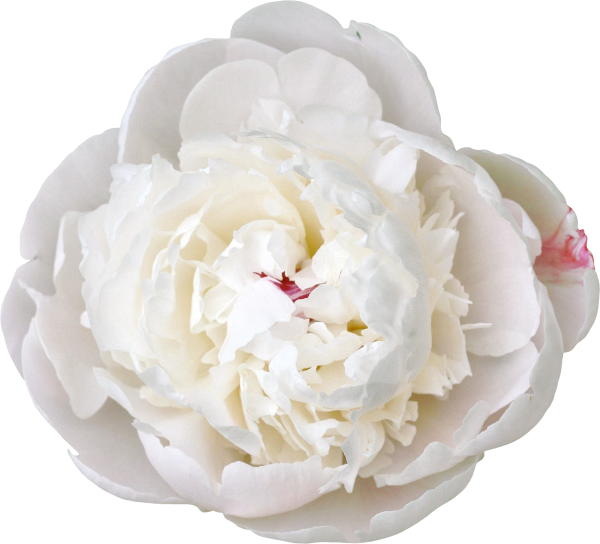 Кремовые пионы и розы